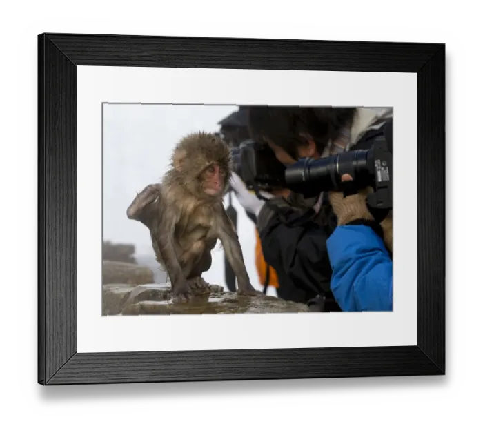 Framed Print : Japanese Macaque (Macaca fuscata) juvenile appears to be doing tricks to get some Framed Print : Japanese Macaque (Macaca fuscata) juvenile appears to be doing tricks to get some
