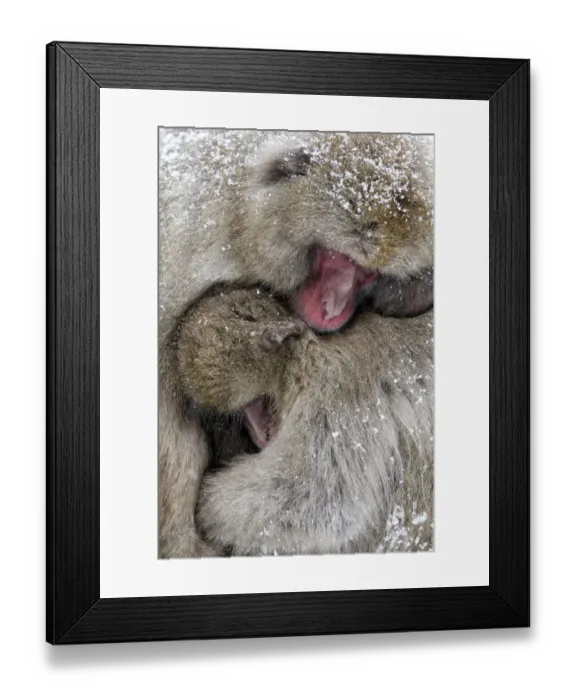Framed Print : Japanese Macaque (Macaca fuscata) male and female are huddled together as the snow Framed Print : Japanese Macaque (Macaca fuscata) male and female are huddled together as the snow