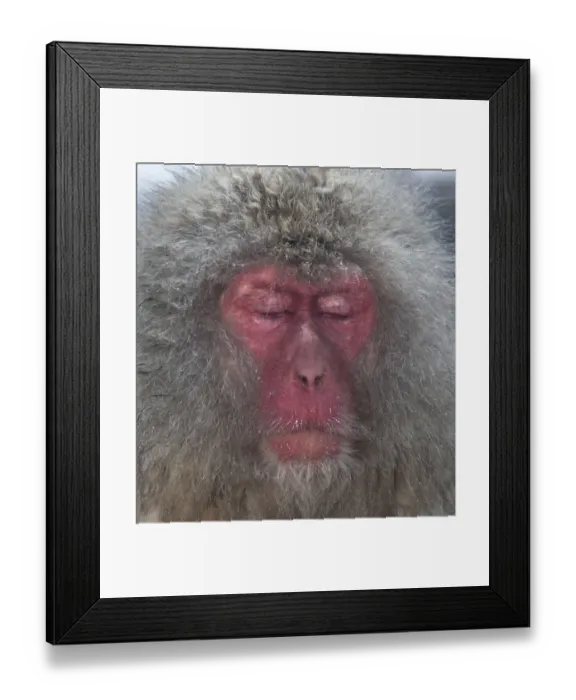 Framed Print : Japanese Macaque (Macaca fuscata) in thermal pool, falling asleep, Jigokudani, Japan Framed Print : Japanese Macaque (Macaca fuscata) in thermal pool, falling asleep, Jigokudani, Japan