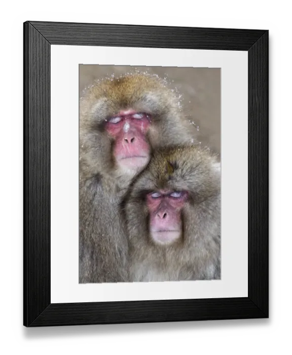 Framed Print : Japanese Macaque (Macaca fuscata) pair falling asleep together, Jigokudani, Japan Framed Print : Japanese Macaque (Macaca fuscata) pair falling asleep together, Jigokudani, Japan