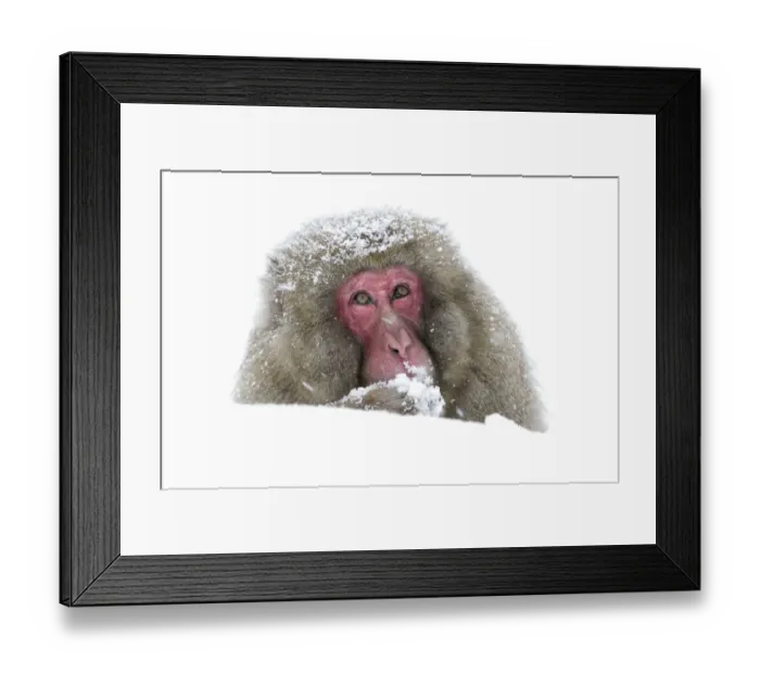 Framed Print : Japanese Macaque (Macaca fuscata) stays alert and on guard while eating, Jigokudani Framed Print : Japanese Macaque (Macaca fuscata) stays alert and on guard while eating, Jigokudani