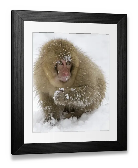Framed Print : Japanese Macaque (Macaca fuscata) juvenile with puffed up fur in the snow, Jigokudani Framed Print : Japanese Macaque (Macaca fuscata) juvenile with puffed up fur in the snow, Jigokudani