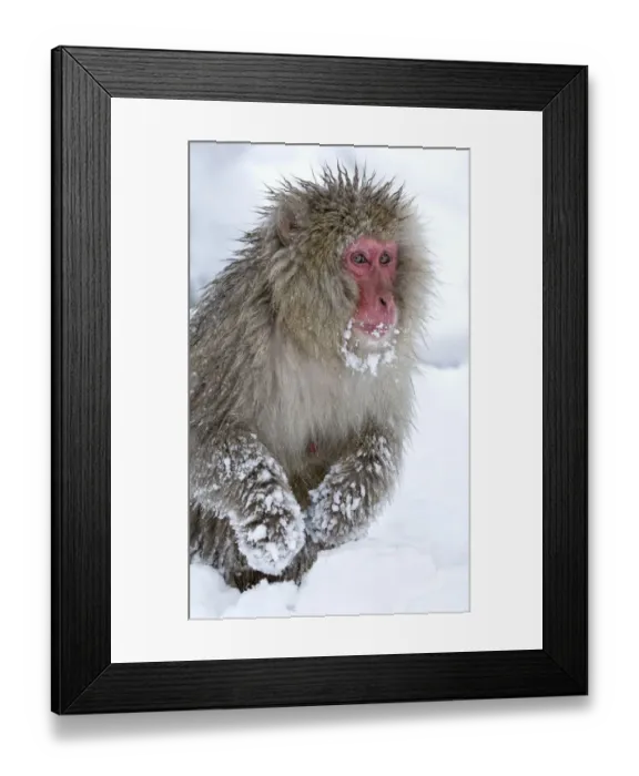 Framed Print : Japanese Macaque (Macaca fuscata) foraging for food in deep snow, front hands covered in snow