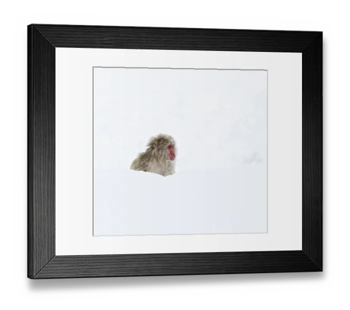 Framed Print : Japanese Macaque (Macaca fuscata) sitting deep in the newly fallen snow in Jigokudani Framed Print : Japanese Macaque (Macaca fuscata) sitting deep in the newly fallen snow in Jigokudani