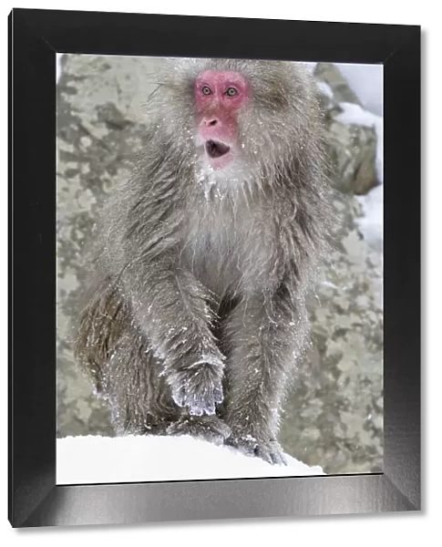 Japanese Macaque (Macaca fuscata) female watches as other monkeys squabble and scream