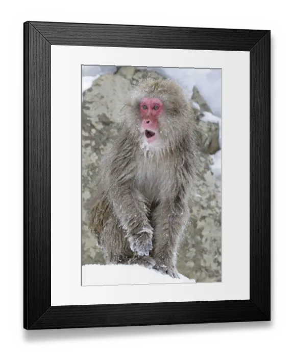 Framed Print : Japanese Macaque (Macaca fuscata) female watches as other monkeys squabble and scream Framed Print : Japanese Macaque (Macaca fuscata) female watches as other monkeys squabble and scream