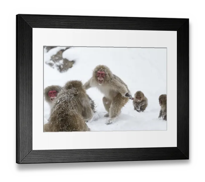 Framed Print : Japanese Macaque (Macaca fuscata) aggressive adult male approaches another monkey in Jigokudani Framed Print : Japanese Macaque (Macaca fuscata) aggressive adult male approaches another monkey in Jigokudani