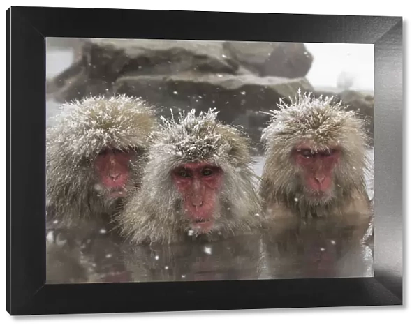 Japanese Macaques (Macaca fuscata) lined up in hotsprings, Jigokudani, Japan, February