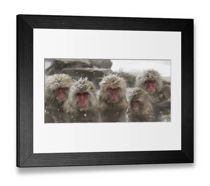Framed Print : Japanese Macaques (Macaca fuscata) lined up in hotsprings, Jigokudani, Japan, February Framed Print : Japanese Macaques (Macaca fuscata) lined up in hotsprings, Jigokudani, Japan, February
