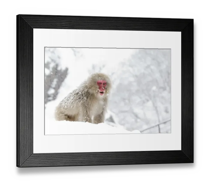 Framed Print : Japanese Macaque (Macaca fuscata) on vantage point, Jigokudani, Japan, January Framed Print : Japanese Macaque (Macaca fuscata) on vantage point, Jigokudani, Japan, January