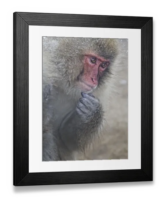 Framed Print : Japanese Macaque (Macaca fuscata) Jigokudani, Japan, January Framed Print : Japanese Macaque (Macaca fuscata) Jigokudani, Japan, January