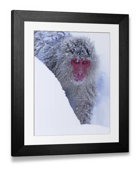 Framed Print : Japanese Macaque (Macaca fuscata) following the established trail in the snow to Framed Print : Japanese Macaque (Macaca fuscata) following the established trail in the snow to