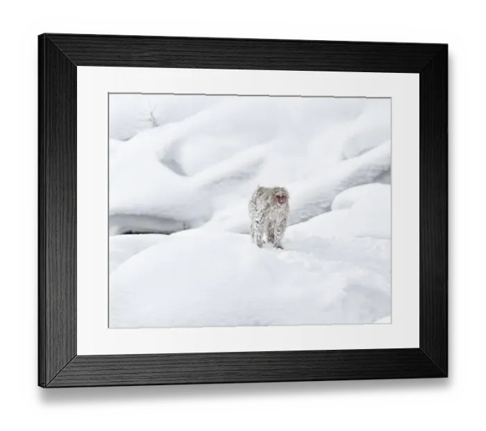 Framed Print : Japanese Macaque (Macaca fuscata) in snow, Jigokudani, Japan. February Framed Print : Japanese Macaque (Macaca fuscata) in snow, Jigokudani, Japan. February