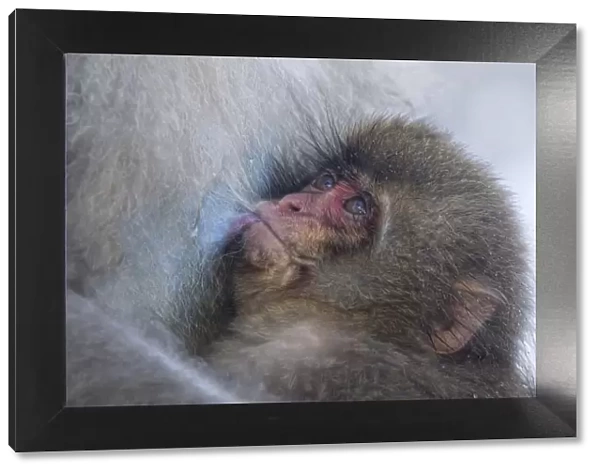 Japanese Macaque (Macaca fuscata) suckling and looking up at its mother, Jigokudani, Japan