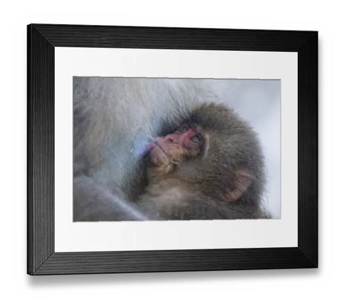 Framed Print : Japanese Macaque (Macaca fuscata) suckling and looking up at its mother, Jigokudani, Japan Framed Print : Japanese Macaque (Macaca fuscata) suckling and looking up at its mother, Jigokudani, Japan