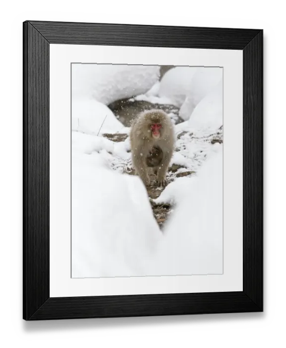 Framed Print : Japanese Macaque (Macaca fuscata) carrying baby through the snow, Jigokudani, Japan Framed Print : Japanese Macaque (Macaca fuscata) carrying baby through the snow, Jigokudani, Japan