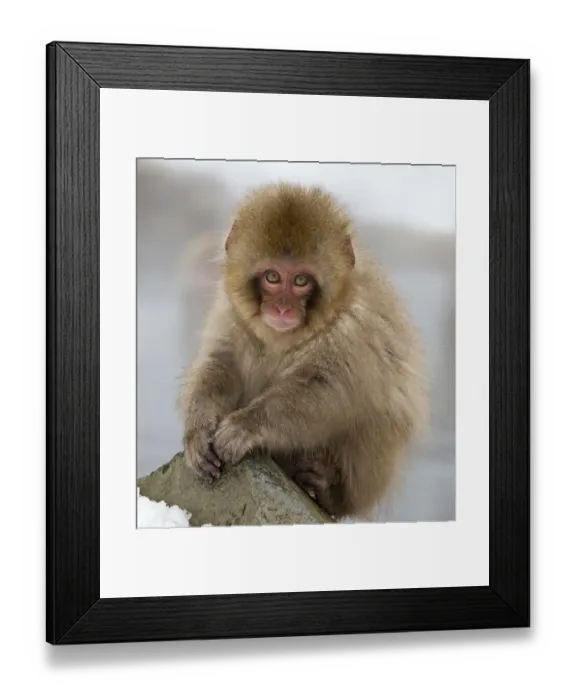 Framed Print : Japanese Macaque (Macaca fuscata) juvenile portrait, Jigokudani, Japan. February Framed Print : Japanese Macaque (Macaca fuscata) juvenile portrait, Jigokudani, Japan. February