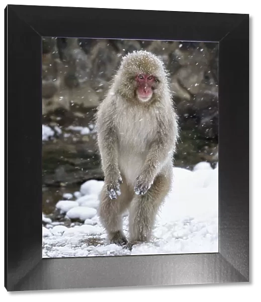 Japanese Macaque (Macaca fuscata) female standing on hind legs in snow, Jigokudani, Japan