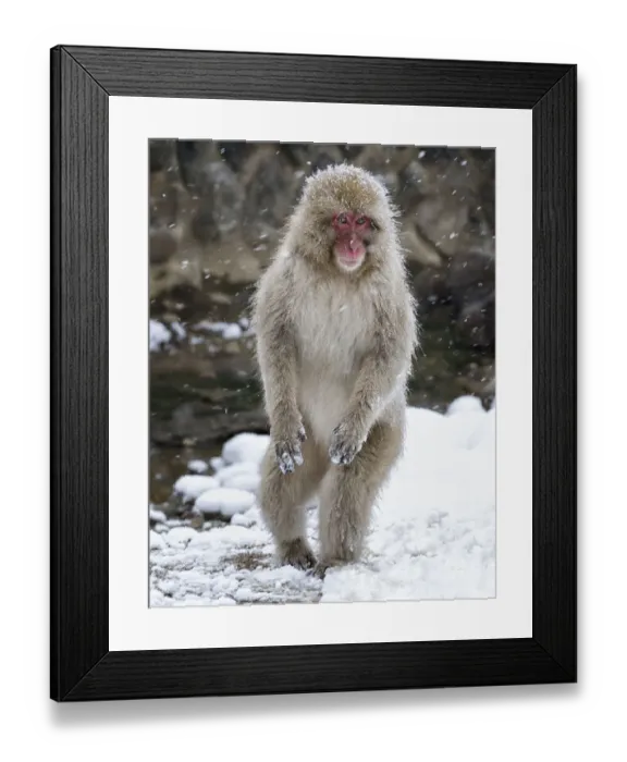 Framed Print : Japanese Macaque (Macaca fuscata) female standing on hind legs in snow, Jigokudani, Japan Framed Print : Japanese Macaque (Macaca fuscata) female standing on hind legs in snow, Jigokudani, Japan