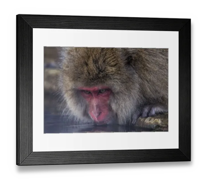 Framed Print : Japanese Macaque (Macaca fuscata) drinking from hotsprings, Jigokudani, Japan. February Framed Print : Japanese Macaque (Macaca fuscata) drinking from hotsprings, Jigokudani, Japan. February