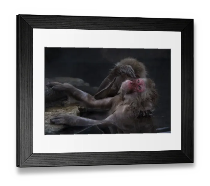 Framed Print : Japanese Macaque (Macaca fuscata) grooming another in hot spring, Jigokudani, Japan Framed Print : Japanese Macaque (Macaca fuscata) grooming another in hot spring, Jigokudani, Japan