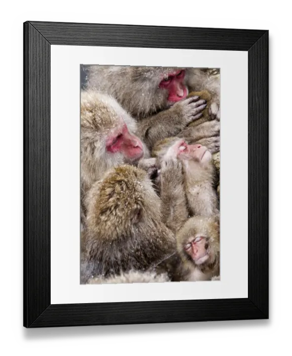 Framed Print : Japanese Macaque (Macaca fuscata) mothers grooming their babies in the hot springs of Jigokudani Framed Print : Japanese Macaque (Macaca fuscata) mothers grooming their babies in the hot springs of Jigokudani