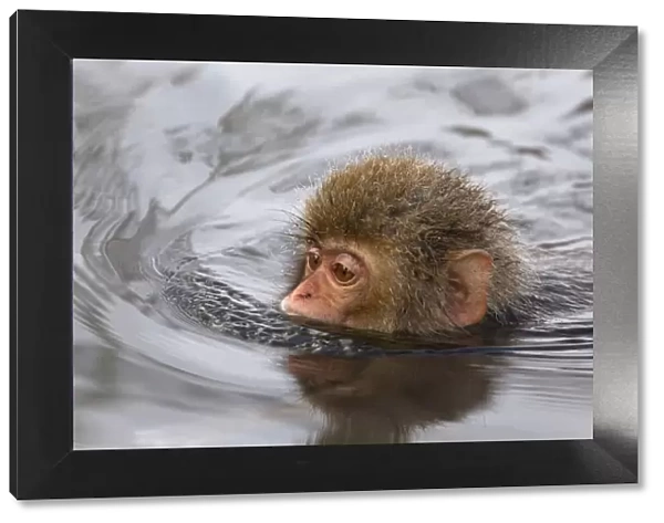 Japanese Macaque (Macaca fuscata) juvenile swimming in hot spring, Jigokudani, Japan