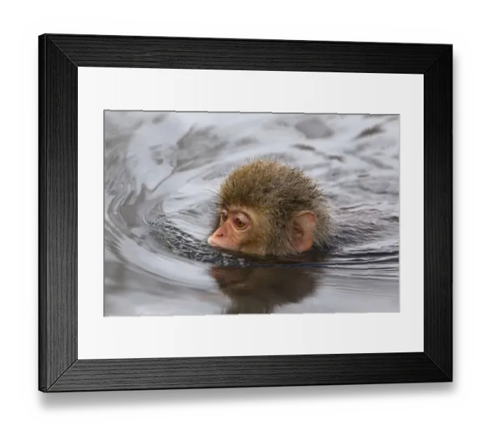Framed Print : Japanese Macaque (Macaca fuscata) juvenile swimming in hot spring, Jigokudani, Japan Framed Print : Japanese Macaque (Macaca fuscata) juvenile swimming in hot spring, Jigokudani, Japan
