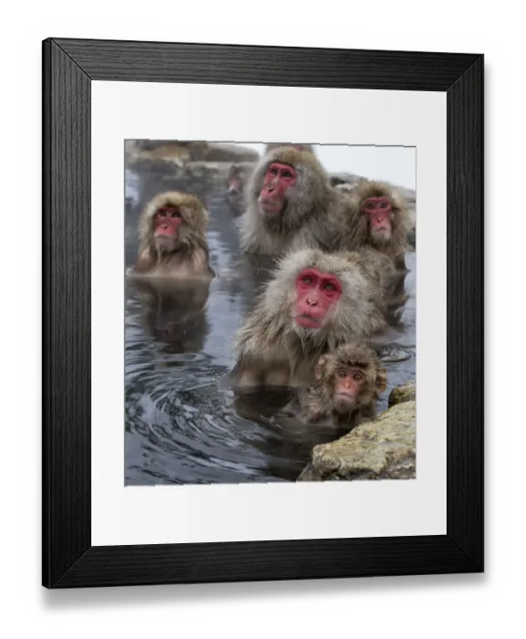 Framed Print : Japanese Macaques (Macaca fuscata) mothers guarding their babies as other monkeys Framed Print : Japanese Macaques (Macaca fuscata) mothers guarding their babies as other monkeys