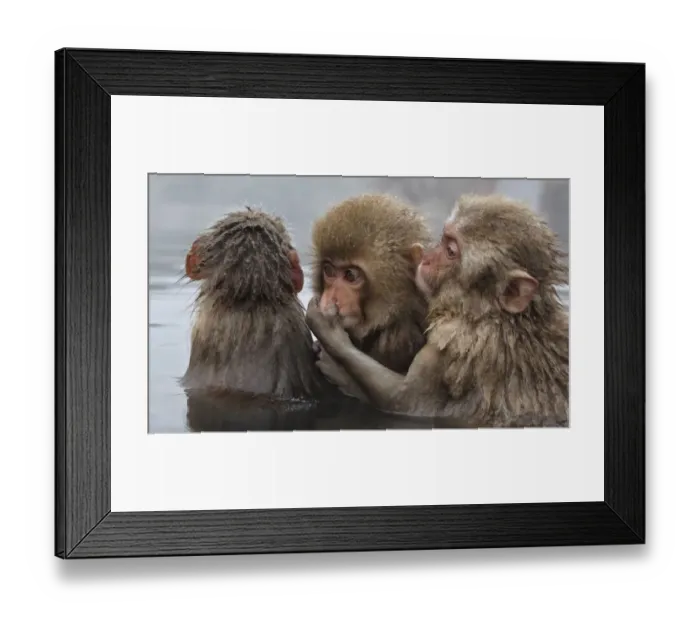 Framed Print : Japanese Macaque (Macaca fuscata) juvenile pulling on another juveniles cheek Framed Print : Japanese Macaque (Macaca fuscata) juvenile pulling on another juveniles cheek