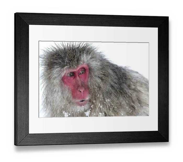 Framed Print : Japanese Macaque (Macaca fuscata) male watching another male at the monkey park in Jigokudani Framed Print : Japanese Macaque (Macaca fuscata) male watching another male at the monkey park in Jigokudani