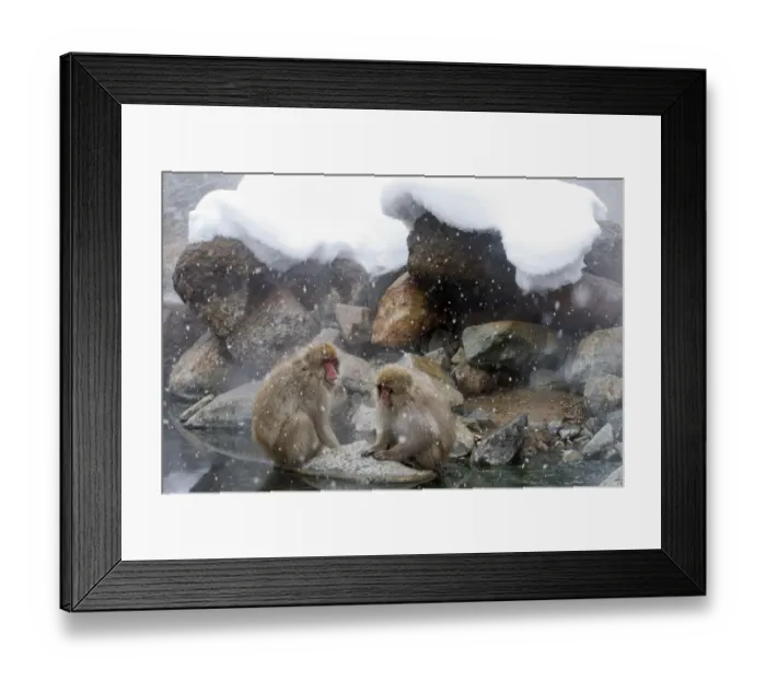 Framed Print : Japanese Macaque (Macaca fuscata) pair rest together on a rock near the river in Jigokudani