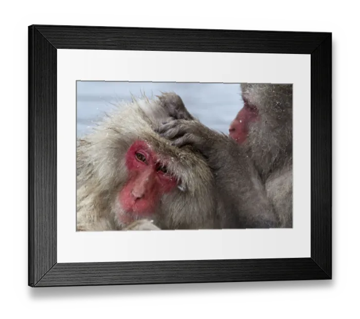 Framed Print : Japanese Macaque (Macaca fuscata) grooming another in Jigokudani, Japan Framed Print : Japanese Macaque (Macaca fuscata) grooming another in Jigokudani, Japan