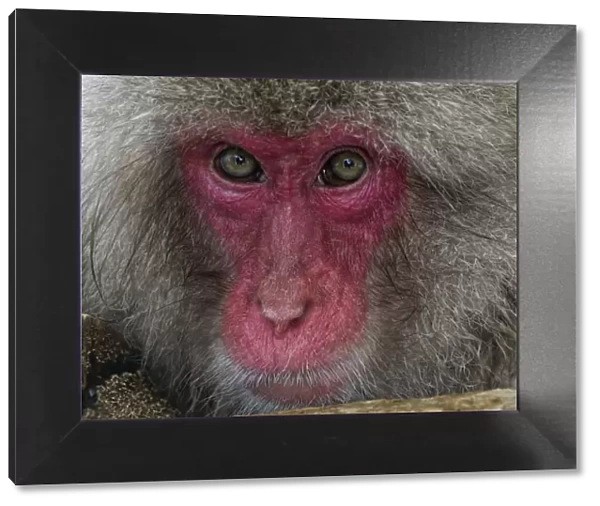 Japanese Macaque (Macaca fuscata) adult face portrait in hot springs, Jigokudani, Japan