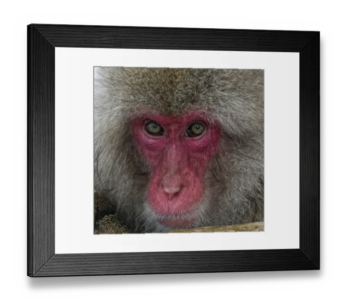 Framed Print : Japanese Macaque (Macaca fuscata) adult face portrait in hot springs, Jigokudani, Japan Framed Print : Japanese Macaque (Macaca fuscata) adult face portrait in hot springs, Jigokudani, Japan
