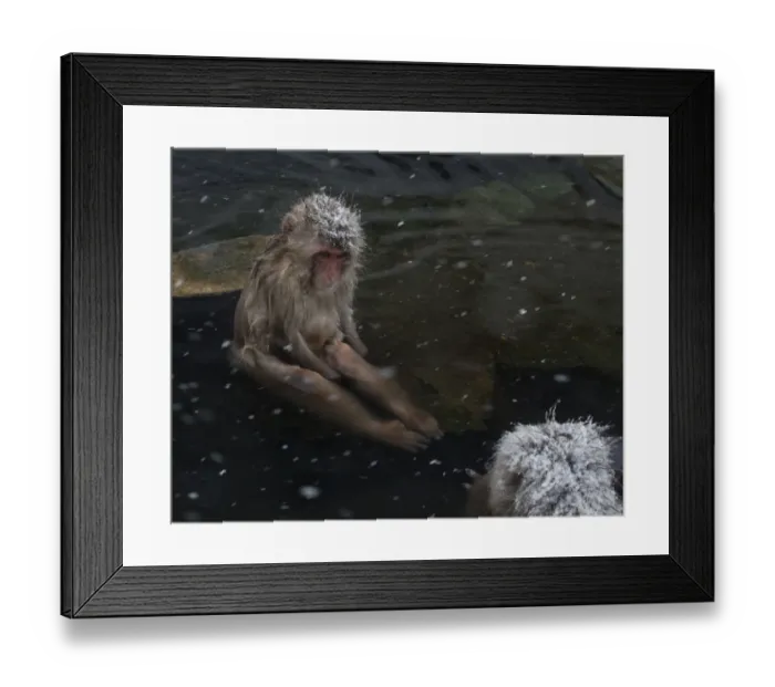 Framed Print : Japanese Macaque (Macaca fuscata) juvenile sitting on rock in hot springs, Jigokudani Framed Print : Japanese Macaque (Macaca fuscata) juvenile sitting on rock in hot springs, Jigokudani