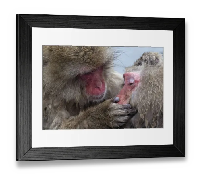 Framed Print : Japanese Macaque (Macaca fuscata) adult female grooming another in hotspring, Jigokudani Framed Print : Japanese Macaque (Macaca fuscata) adult female grooming another in hotspring, Jigokudani