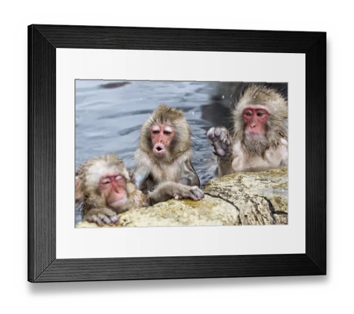 Framed Print : Japanese Macaque (Macaca fuscata) juvenile pulling on ear of another juvenile in hotspring Framed Print : Japanese Macaque (Macaca fuscata) juvenile pulling on ear of another juvenile in hotspring