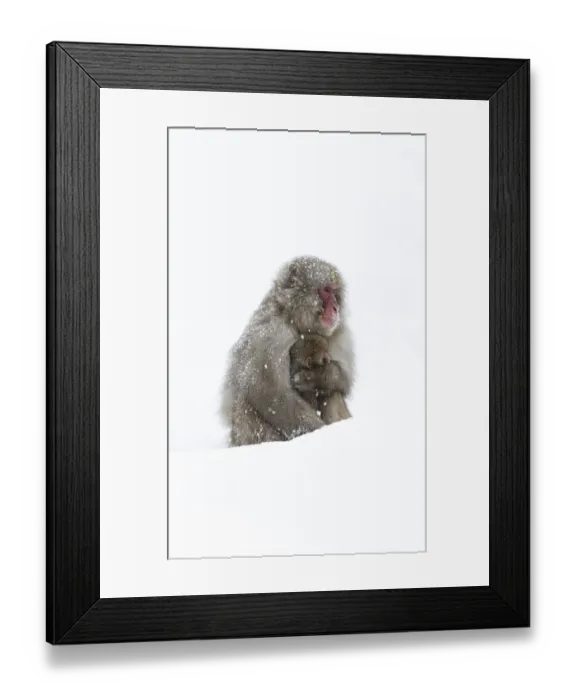 Framed Print : Japanese Macaque (Macaca fuscata) female holding baby close in snow, Jigokudani, Japan Framed Print : Japanese Macaque (Macaca fuscata) female holding baby close in snow, Jigokudani, Japan