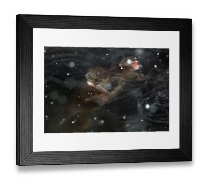Framed Print : Japanese Macaque (Macaca fuscata) juveniles squabbling underwater in the hot springs of Jigokudani Framed Print : Japanese Macaque (Macaca fuscata) juveniles squabbling underwater in the hot springs of Jigokudani