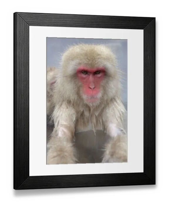 Framed Print : Japanese macaque (Macaca fuscata) in hot spring in Jigokudani, Yaenkoen, Nagano, Japan Framed Print : Japanese macaque (Macaca fuscata) in hot spring in Jigokudani, Yaenkoen, Nagano, Japan