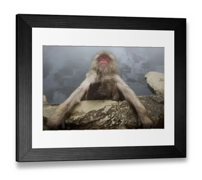 Framed Print : Japanese macaque (Macaca fuscata) relaxing in hot spring in Jigokudani, Yaenkoen Framed Print : Japanese macaque (Macaca fuscata) relaxing in hot spring in Jigokudani, Yaenkoen
