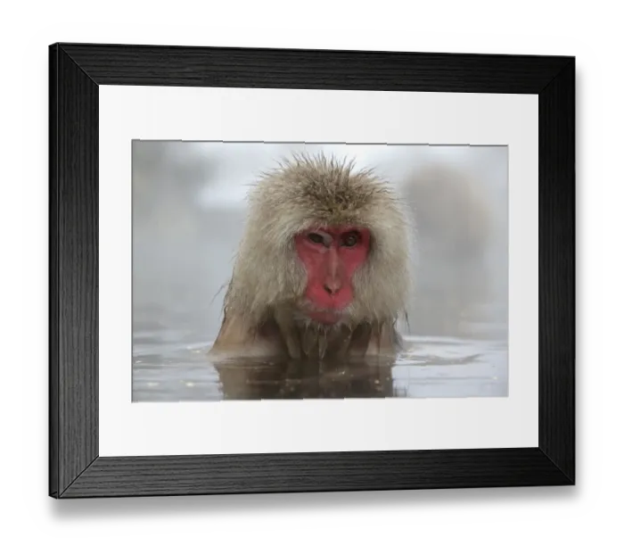 Framed Print : Japanese macaque (Macaca fuscata) in hot spring in Jigokudani, Yaenkoen, Nagano, Japan Framed Print : Japanese macaque (Macaca fuscata) in hot spring in Jigokudani, Yaenkoen, Nagano, Japan