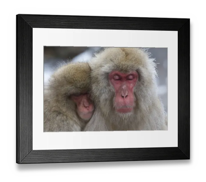 Framed Print : Japanese macaques (Macaca fuscata) grooming at hot spring in Jigokudani, Yaenkoen Framed Print : Japanese macaques (Macaca fuscata) grooming at hot spring in Jigokudani, Yaenkoen