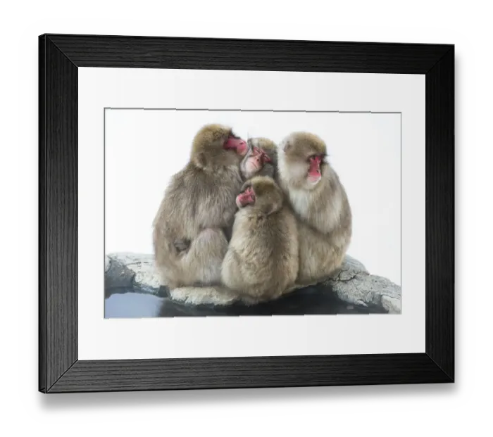 Framed Print : Japanese macaque (Macaca fuscata) group huddling up together, Jigokudani, Nagano, Japan Framed Print : Japanese macaque (Macaca fuscata) group huddling up together, Jigokudani, Nagano, Japan