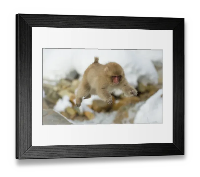 Framed Print : Japanese macaque (Macaca fuscata) youngster jumping over small stream, Jigokudani, Nagano, Japan Framed Print : Japanese macaque (Macaca fuscata) youngster jumping over small stream, Jigokudani, Nagano, Japan