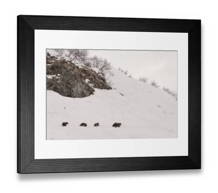 Framed Print : Brown bear (Ursus arctos) mother leads three cubs over hillside in snow, Kamchatka Framed Print : Brown bear (Ursus arctos) mother leads three cubs over hillside in snow, Kamchatka
