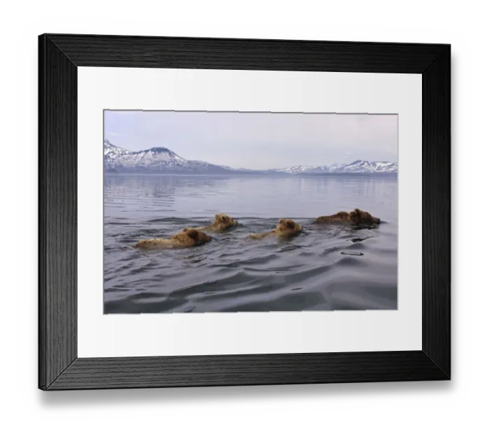 Framed Print : Brown bear (Ursus arctos) mother and three cubs swimming across lake, Kamchatka, Far east Russia Framed Print : Brown bear (Ursus arctos) mother and three cubs swimming across lake, Kamchatka, Far east Russia
