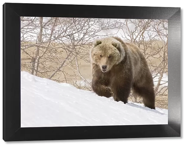 Brown bear (Ursus arctos) walking over snow, Kamchatka, Far east Russia, May