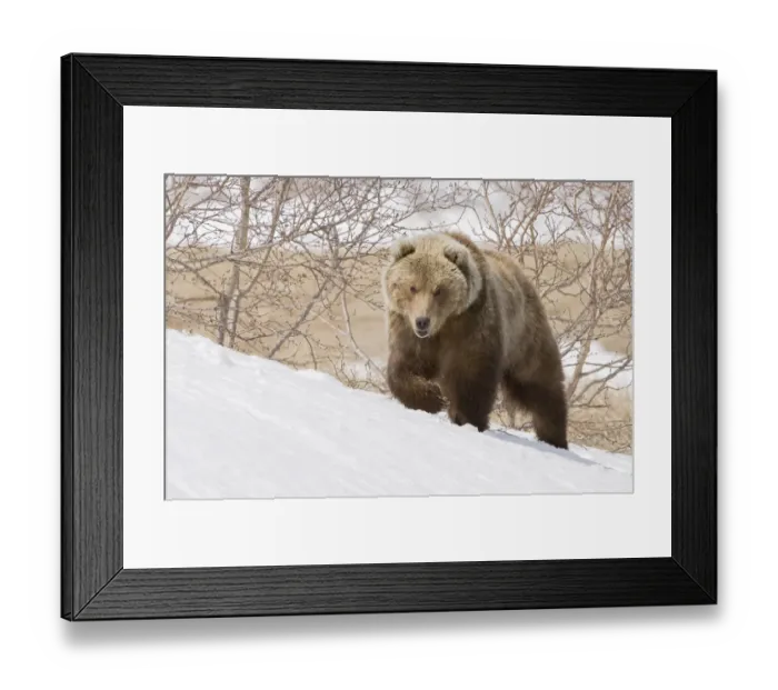 Framed Print : Brown bear (Ursus arctos) walking over snow, Kamchatka, Far east Russia, May Framed Print : Brown bear (Ursus arctos) walking over snow, Kamchatka, Far east Russia, May